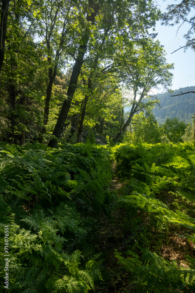 Ferns Grow Over Trail as it Heads into Tiltill Valley