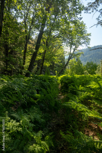 Ferns Grow Over Trail as it Heads into Tiltill Valley © kellyvandellen