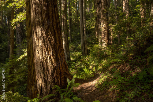 Gentle Light Falls To The Forest Floor In Redwood