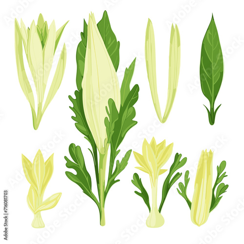 Set of Endive hand drawing isolated vector illustration, spring collections