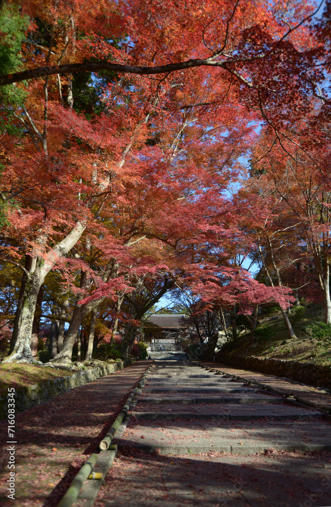 Naklejka premium 秋の毘沙門堂 勅使門参道の紅葉 京都市山科区