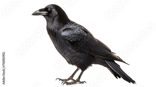 A black crow standing on its feet, displaying its sleek feathers and sharp beak.