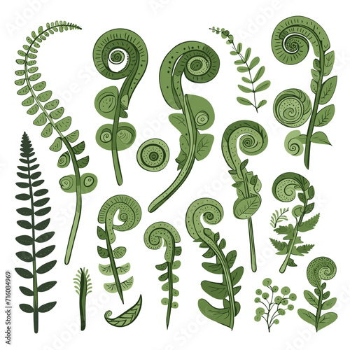 Set of Fiddlehead Ferns hand drawing isolated vector illustration, spring collections