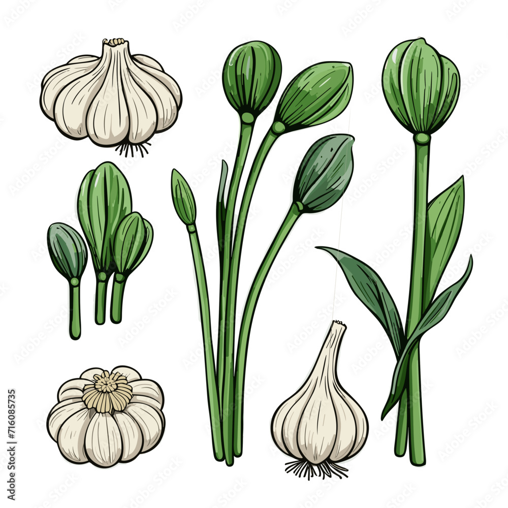 Set of Garlic Scapes hand drawing isolated vector illustration, spring collections Set of Garlic Scapes hand drawing isolated vector illustration, spring collections