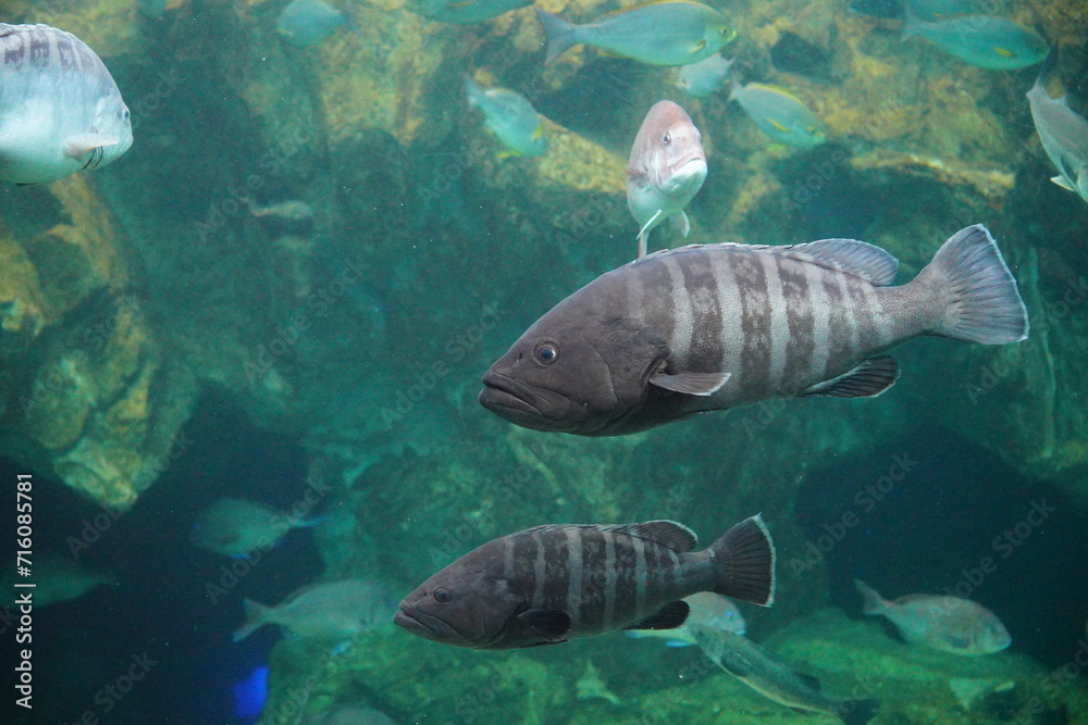 クエ long tooth grouper クエ long tooth grouper