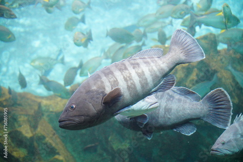 クエ　long tooth grouper