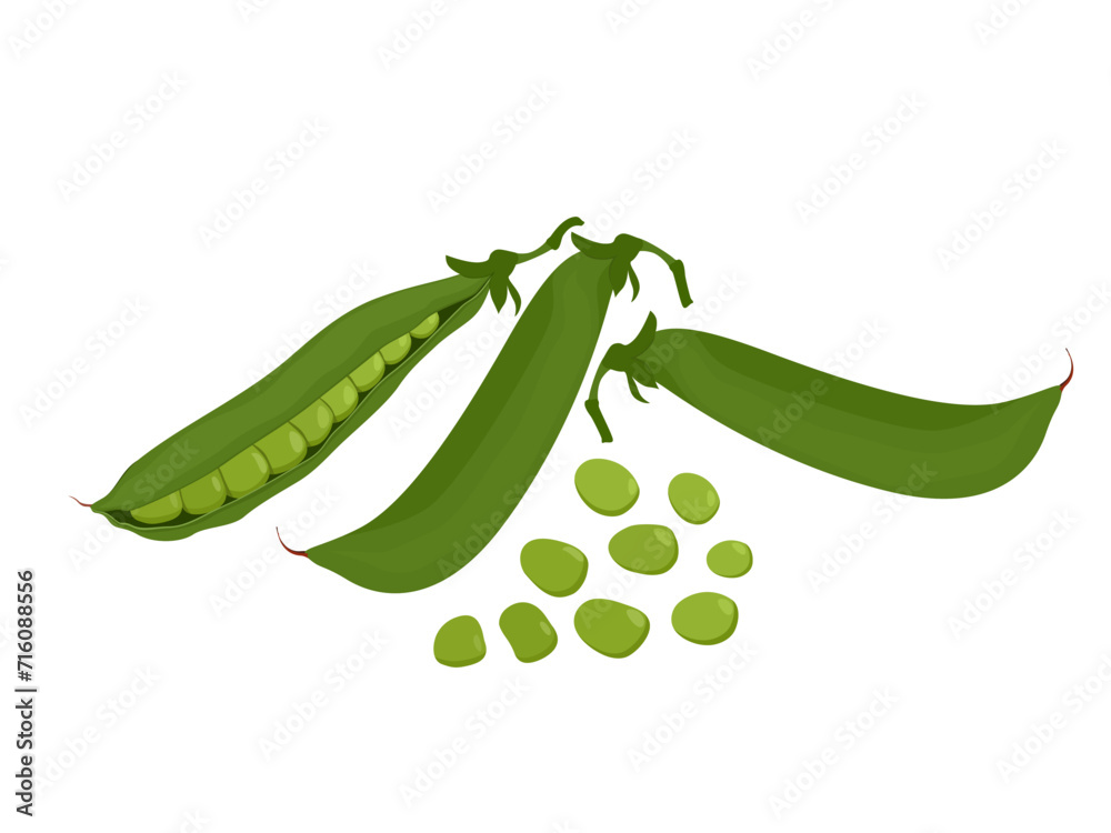Pisum sativum on white background. Pisum sativum on white background.