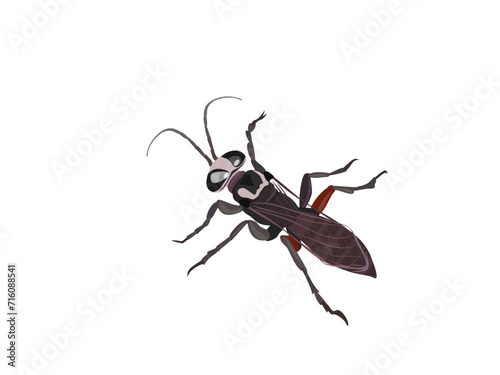 Liris subtesselatus on a white background. 