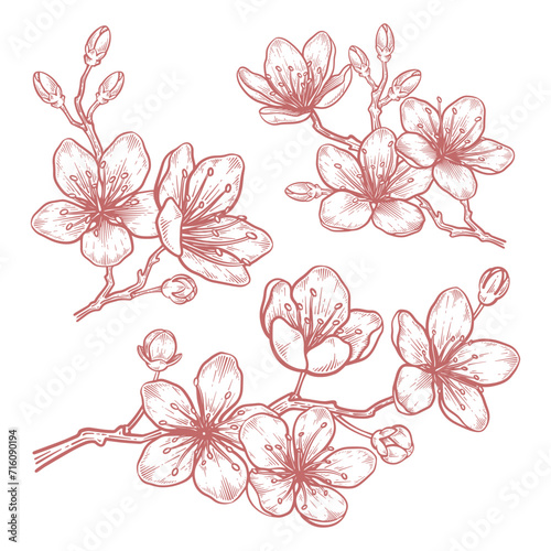 Set of hand drawn cherry blossom flower illustration. Sakura flower line art vector collection