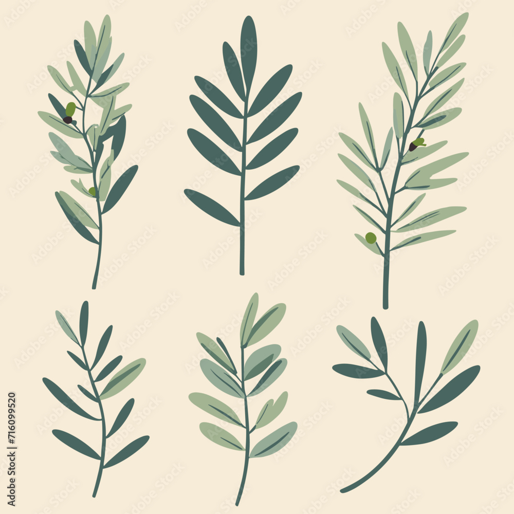 Olive branches illustration leaves set vector collection Olive branches illustration leaves set vector collection