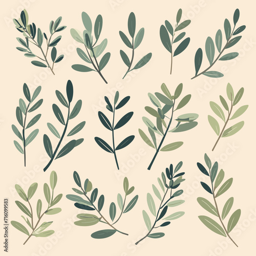 Olive branches illustration leaves set vector collection © umut hasanoglu