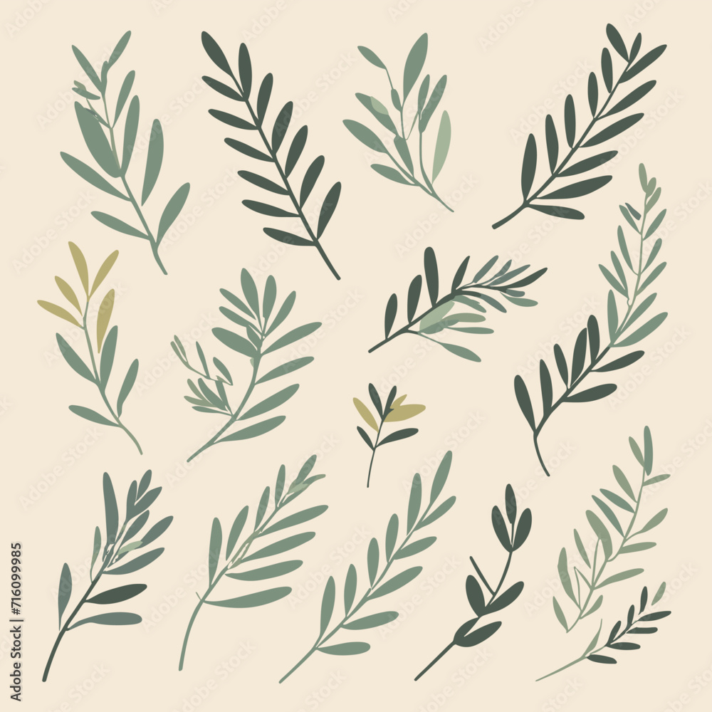 Olive branches illustration leaves set vector collection Olive branches illustration leaves set vector collection