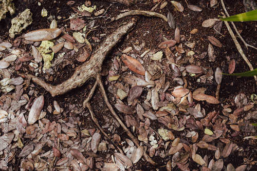 Tree roots with fallen leaves around