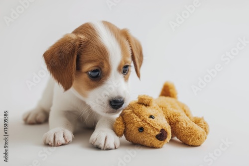 White background with adorable toy puppy photographed