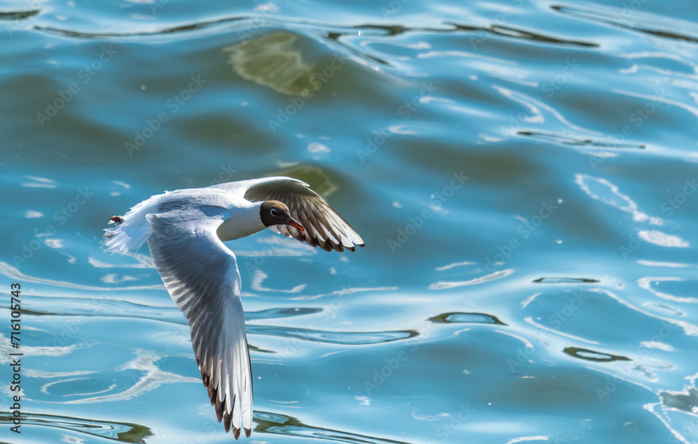 A white seagull flies over the sea water in close-up. A white seagull flies over the sea water in close-up.