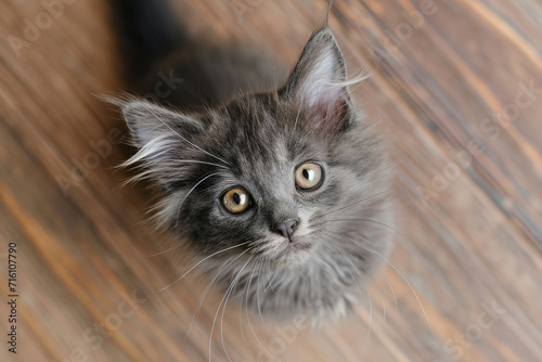 Curious gray fluffy kitten looking up with big eyes © lermont51