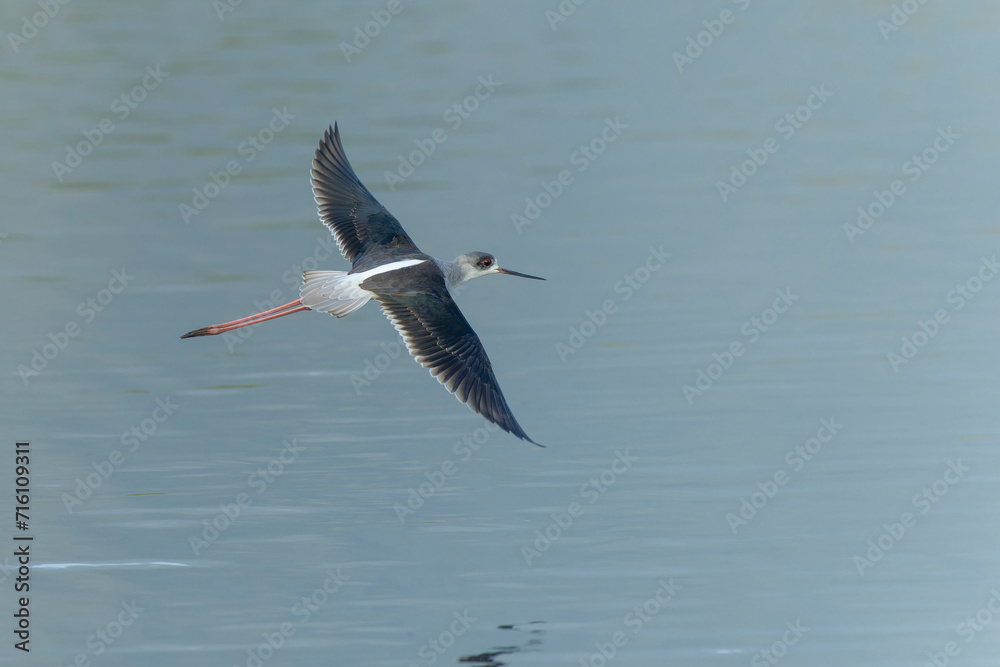 Black-winged stilt in flight above the water Black-winged stilt in flight above the water