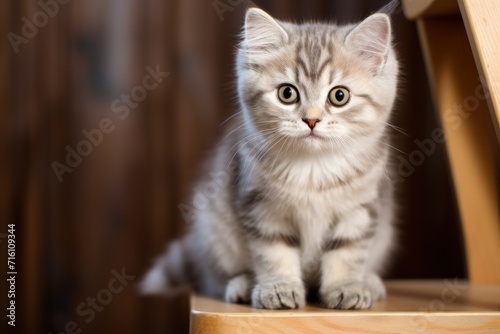 Studio photo of a cute young striped kitten on a wooden stool © LimeSky