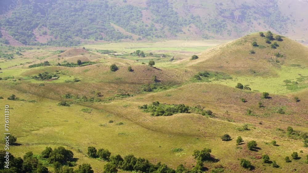 Caws graze in a clearing near Melong waterfall in Cameroon, Africa Caws graze in a clearing near Melong waterfall in Cameroon, Africa