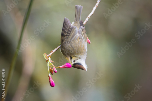 Taiwan yuhina endemic bird of Taiwan