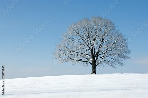 One tree in a snow field in winter