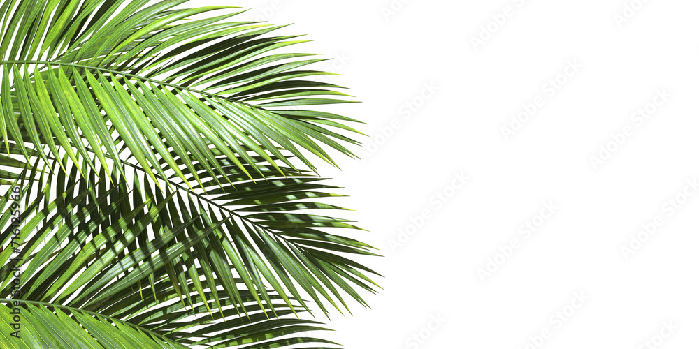 Palm trees leaves realistic with copy space on transparent backgrounds 3d rendering png Palm trees leaves realistic with copy space on transparent backgrounds 3d rendering png