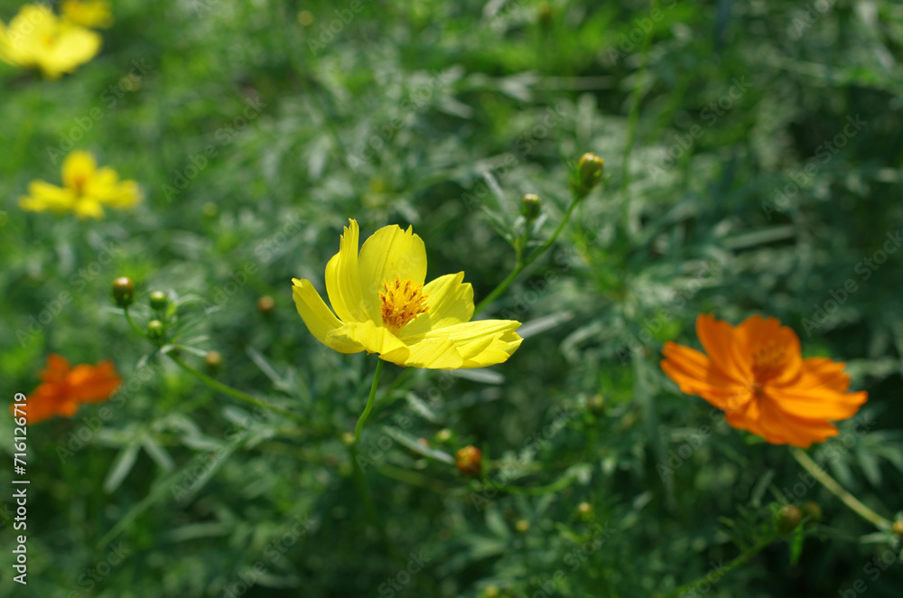 秋の陽光を浴びて草花たちがきらきら輝いている。マリーゴールドは、太陽のエネルギーを独り占めにしている。海が見えるベンチに腰を下ろして上を仰ぐと、透き通るような青い空が広がっていた。平和に満たされた至福の時間、季節。私たちは、この豊かな国を壊してはいけない。この美しき日本を守っていかなければならない。人々が安心して暮らせる、贅沢はいらない、清らかな水とおいしい米と、そして優しい人々がいる世界を。 秋の陽光を浴びて草花たちがきらきら輝いている。マリーゴールドは、太陽のエネルギーを独り占めにしている。海が見えるベンチに腰を下ろして上を仰ぐと、透き通るような青い空が広がっていた。平和に満たされた至福の時間、季節。私たちは、この豊かな国を壊してはいけない。この美しき日本を守っていかなければならない。人々が安心して暮らせる、贅沢はいらない、清らかな水とおいしい米と、そして優しい人々がいる世界を。
