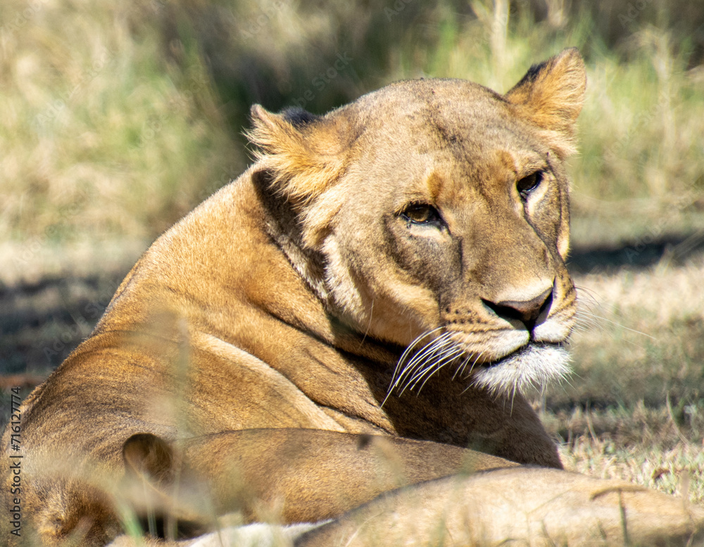 Fototapeta premium A female lion waiting for her prey