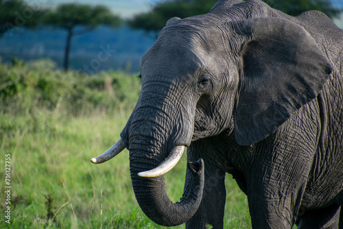 Elephant in a safari