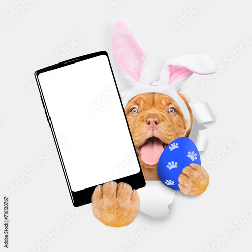 Happy Mastiff puppy wearing easter rabbits ears holds painted easter egg and big smartphone with white blank screen through torn white paper hole. Empty free space for mock up