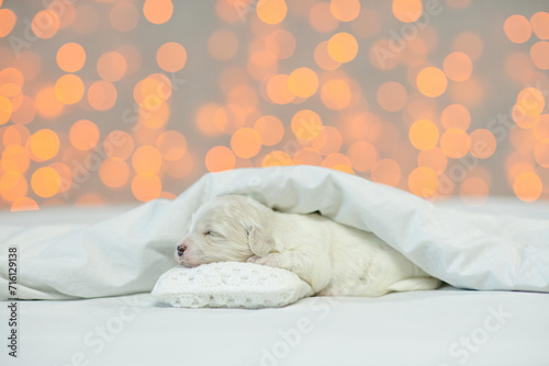 Tiny Lapdog puppy sleeping on the pillow under white blanket on a bed at home on festive blurred background