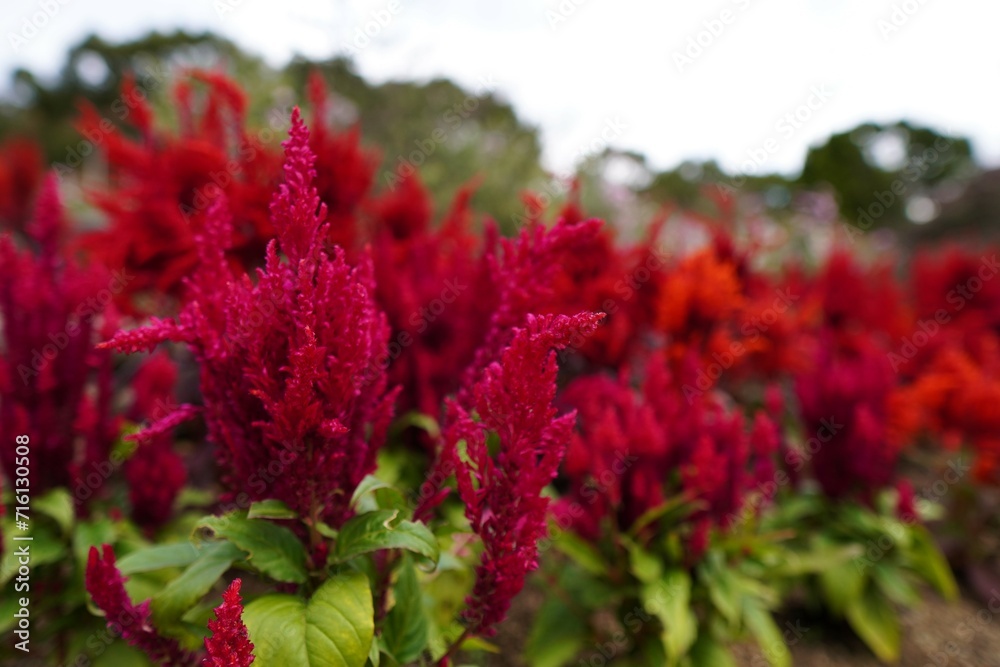 赤いケイトウの花の色彩 赤いケイトウの花の色彩