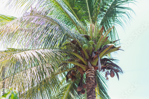 Delicious coconuts and coconut trees
