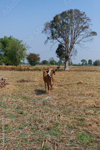 A cow that poses after eating grass