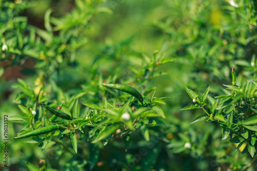 Living green plants give freshness.