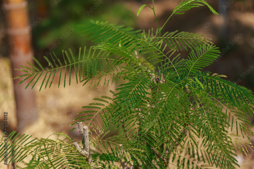 Living green plants give freshness. Living green plants give freshness.