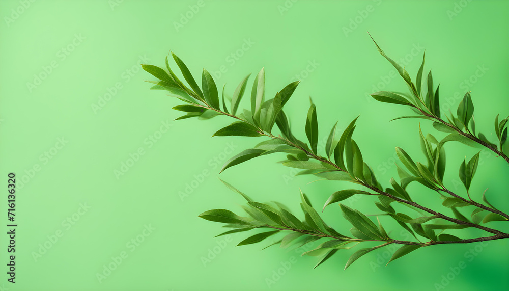 green leaves on a green background