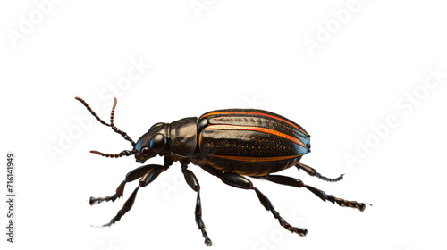 Paraepepeotes togatus is a beetle in the Cerambyci, Isolated on transparent PNG background, Generative ai photo