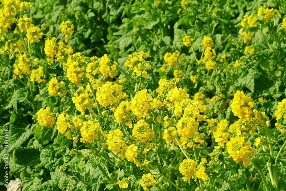 寒咲花菜 寒咲花菜