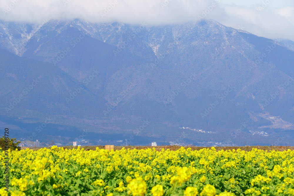 菜の花と比叡山系の山