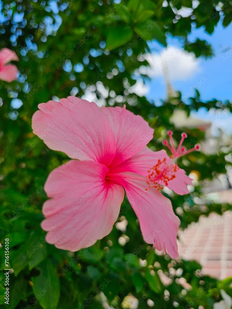 Pink hibiscus flower in the garden on blue sky background Pink hibiscus flower in the garden on blue sky background