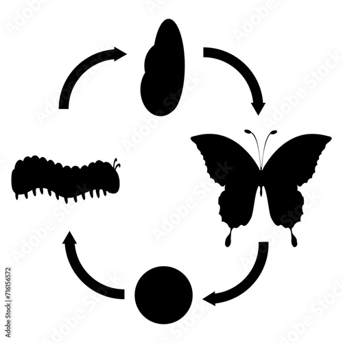 silhouette of the sequence or cycle of butterfly metamorphosis