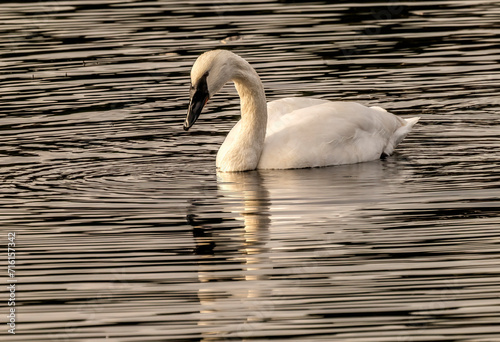 White Trumpeter Swan Juanita Bay Lake Washington Kirkland Washiington photo