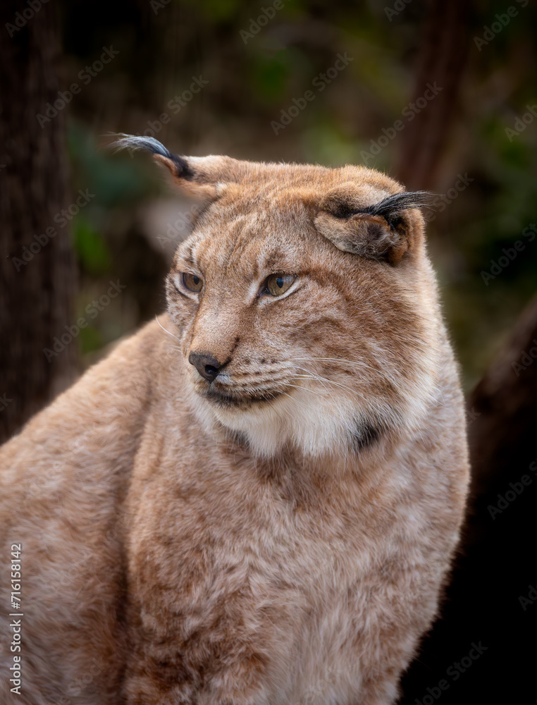 Close-up portrait of an Eurasian lynx (Felis lynx). Close-up portrait of an Eurasian lynx (Felis lynx).