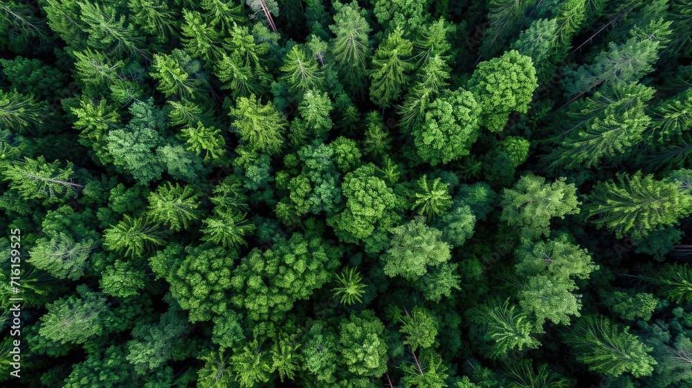 aerial view background forest of trees - obrazy, fototapety, plakaty 