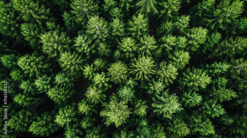 aerial view background forest of trees