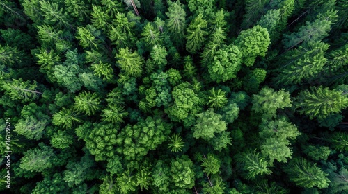 aerial view background forest of trees © megavectors