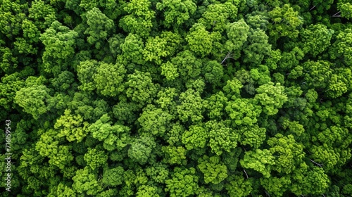 aerial view background forest of trees © megavectors