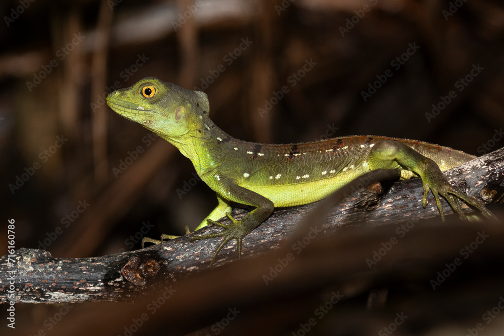 Plumed basilisk (Basiliscus plumifrons), portrait. Cahuita National Park, Costa Rica Plumed basilisk (Basiliscus plumifrons), portrait. Cahuita National Park, Costa Rica