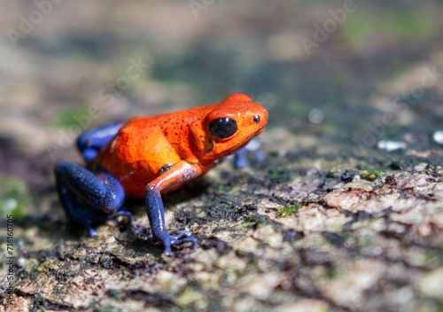 The strawberry poison frog (Oophaga pumilio), La Selva Biological Station, Costa-Rica